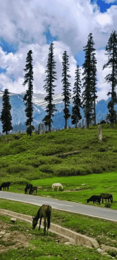 Top 10 Hill Station in India — Ultimate Guide (2025)